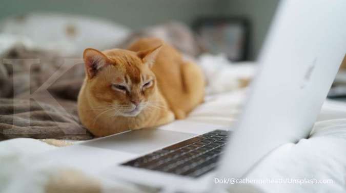 5 Alasan kucing suka duduk di dekat laptop