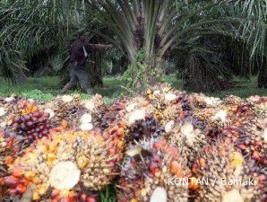 CPO rebound mengekor reli harga minyak dan kedelai