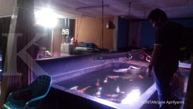 Pasokan ikan koi hasil budidaya sendiri (2)