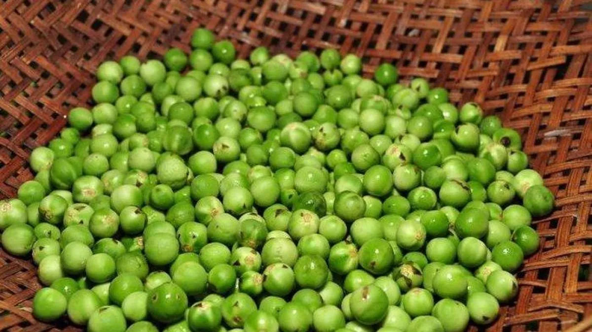 Manfaat Pokak yang Kaya Antioksidan, Lumpuhkan Asam Urat Tinggi dan Asam Lambung