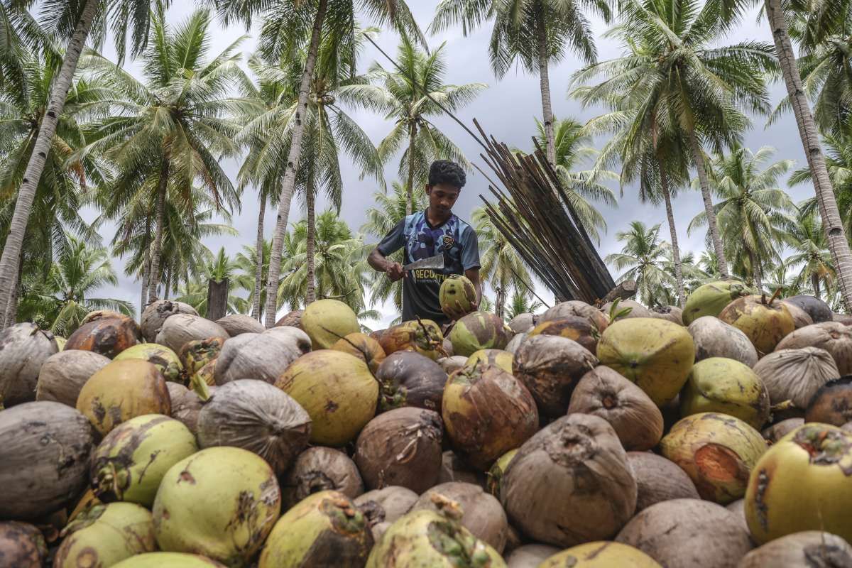 Hilirisasi Kelapa Harus Berkeadilan