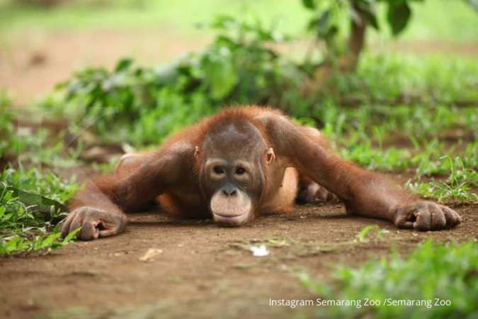 Semarang Zoo, rekomendasi tempat wisata untuk keluarga di akhir pekan