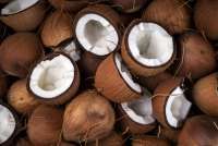 Dampak Kelangkaan Buah Kelapa di Negeri Berpantai