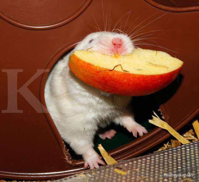 Ini 6 Jenis Makanan untuk Hamster Peliharaan