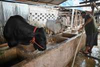Cek Harga Kurban Aceh untuk Korban Bencana: Berbagi Kebahagiaan hingga Pelosok!