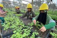 Industri Biomassa Gorontalo Bebas Deforestasi, BJA Group Serap Ribuan Pekerja