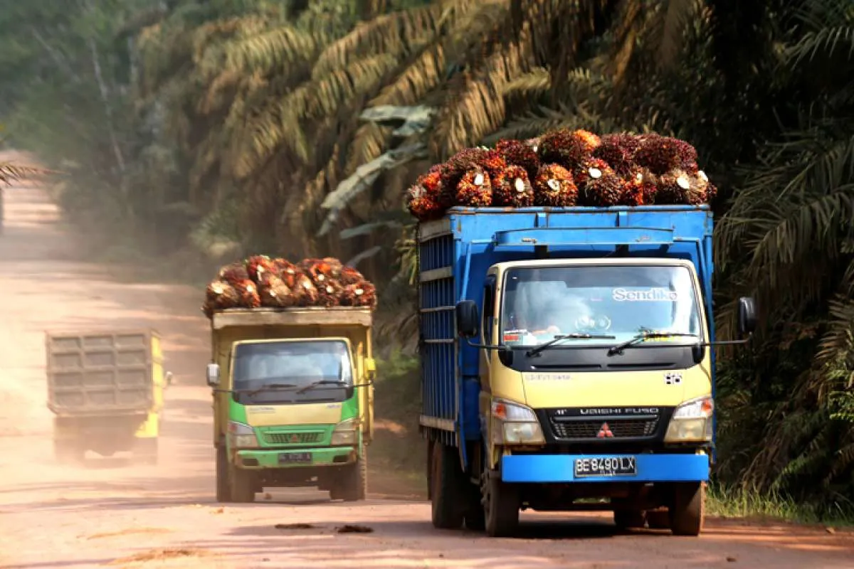 Kelapa Sawit Indonesia Diserang Dunia Internasional, Ini Beberapa Alasannya