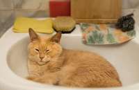 Cara Cepat Hilangkan Bau Kencing Kucing di Karpet & Sofa