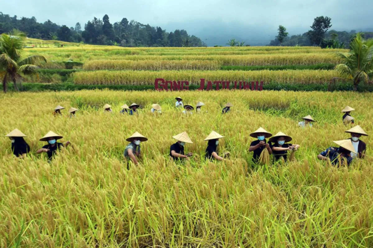 Mulai masuk masa panen padi, pemerintah diminta serap beras petani