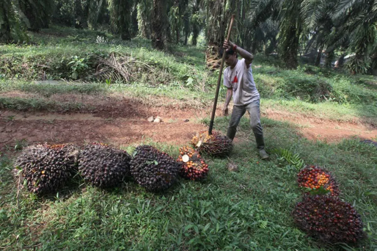Indonesian planters see drought hitting palm oil output