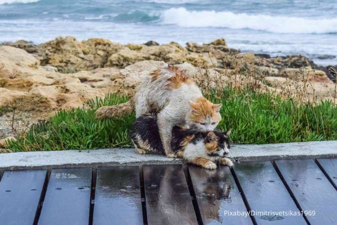 Apakah Kucing Sedang Berahi? Kenali Ciri-Cirinya