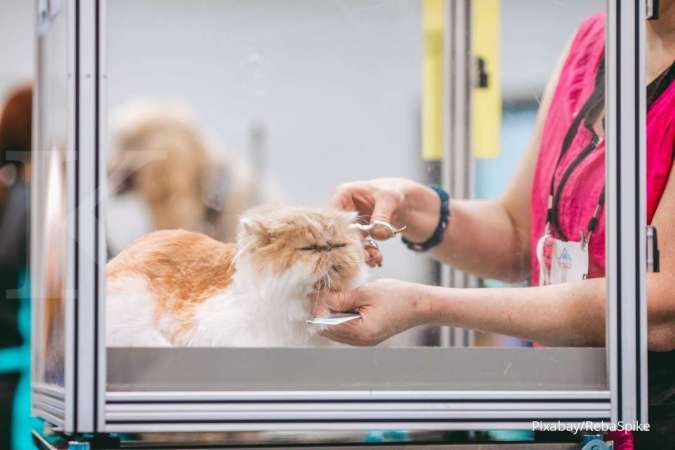 Biaya Grooming Kucing dan Ragam Manfaatnya, Bikin Kucing Lebih Sehat & Happy!