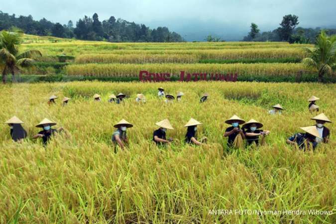 Mulai masuk masa panen padi, pemerintah diminta serap beras petani