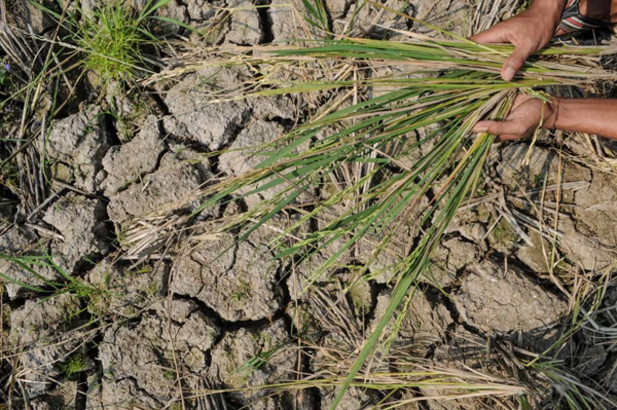 Kejagung : 330 Hektare Lahan Sitaan Kasus Korupsi akan Digunakan untuk Menanam Padi