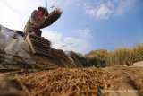 Bulog Pastikan Harga GKP Tetap Rp 6.500 per Kg, Siapkan Pembayaran Digital ke Petani