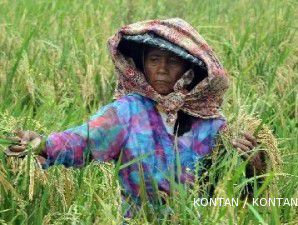 Lahan pertanian menyempit, produksi padi kemungkinan turun 1,08 juta ton