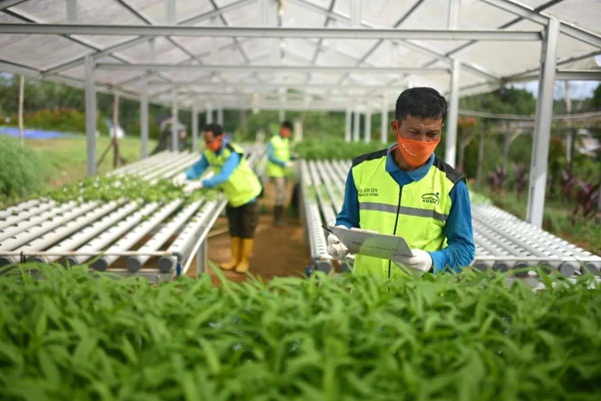 Konasara: Inisiatif CSR Antam untuk Ketahanan Pangan dan Pemberdayaan Masyarakat