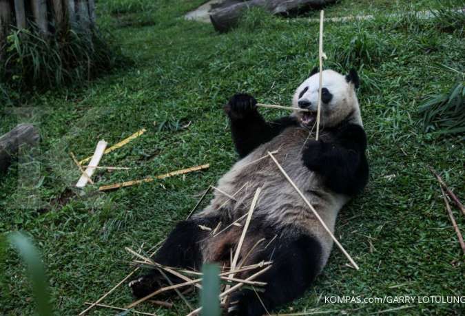 Amerika Segera Ucapkan Selamat Tinggal kepada Panda-Panda China