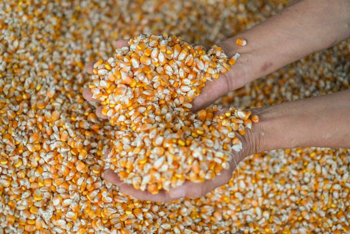 Harga Jagung Tinggi, Peternak Ayam Merugi