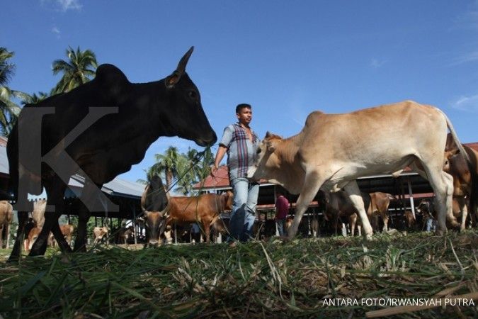 Peternak lokal protes impor daging kerbau India