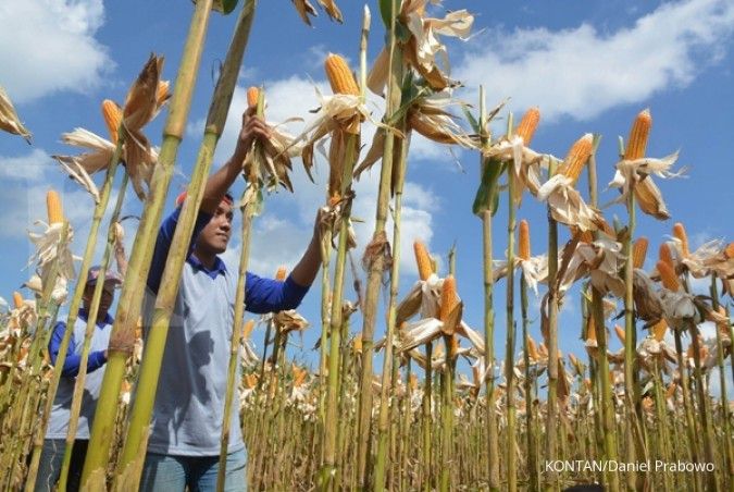 724.000 Ha lahan khusus jagung belum tergarap