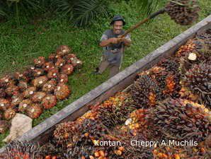 Harga CPO Rotterdam Masih Terbilang Wajar