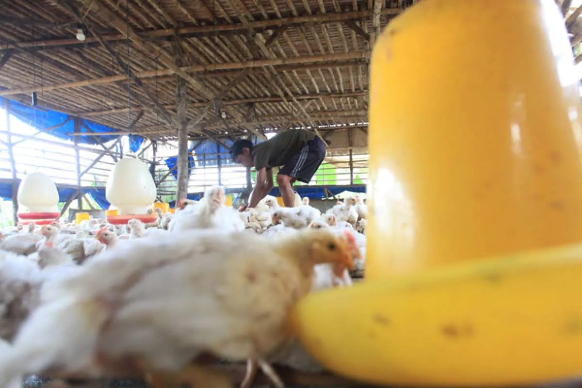 Harga ayam broiler mulai menanjak, tapi peternak masih tuntut ini