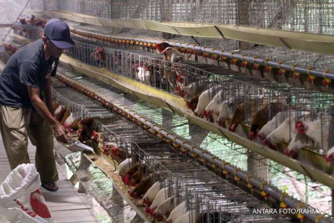 Harga Ayam Anjlok, Peternak Keluhkan Biaya Pakan