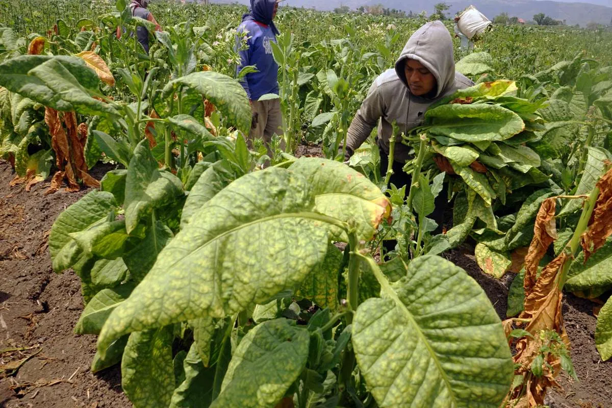 Sambut Hari Tani, FAKTA Indonesia Mendorong Diversifikasi Petani Tembakau