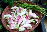 Cek, 6 Manfaat Bunga Turi untuk Kesehatan yang Jarang Diketahui 