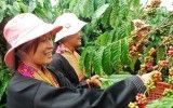 Harga Kopi Robusta Melonjak ke Rekor Tertinggi karena Pasokan Mengetat