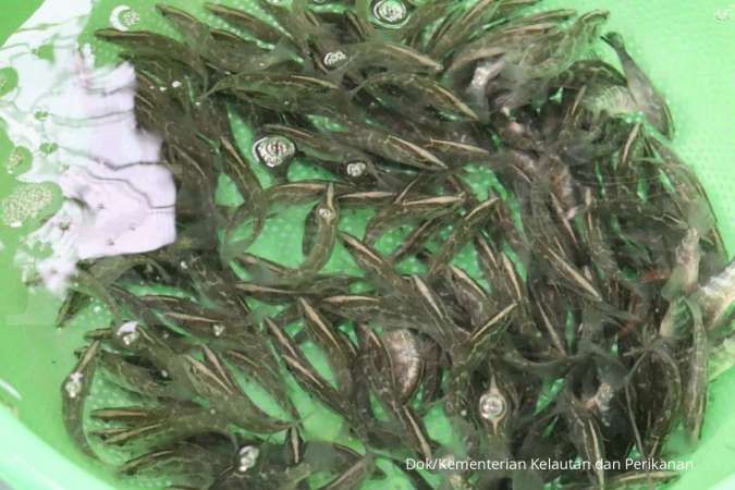 Pacu Marikultur, KKP Gelontorkan Bantuan Benih Ikan Laut kepada Pembudidaya Lampung