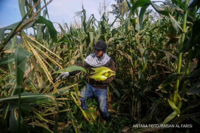 Kementan sebut produksi jagung selama Maret-April Capai 9,3 juta ton