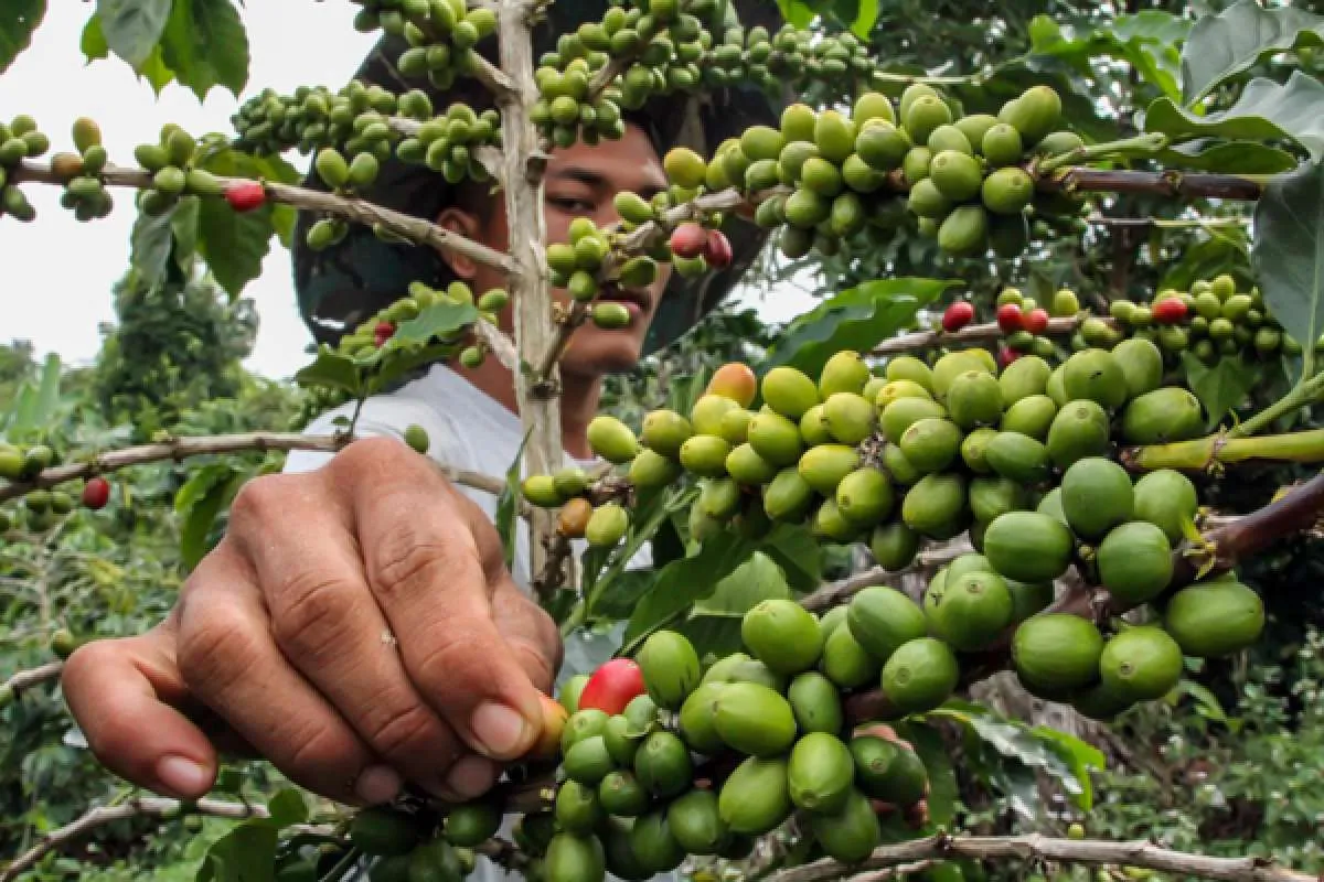 Penghargaan untuk entrepreneur muda yang sukses terjun di bisnis perkebunan