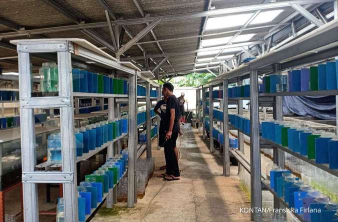  Laba dari Lelang Ikan Cupang Online