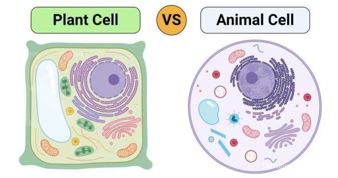 Vakuola terdapat di bagian sel yaitu