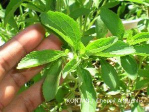 Stevia, rasa dan manfaatnya semanis nama aslinya