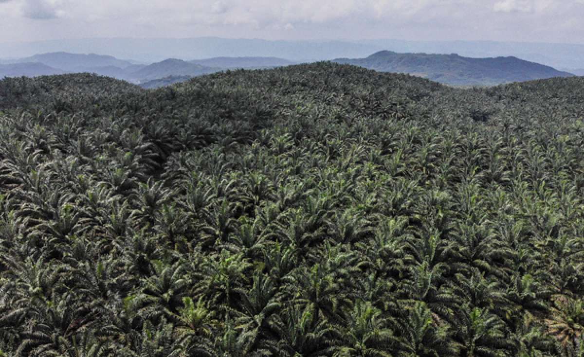 Produktivitas CPO Malaysia dan Indonesia Masih Akan Lemah Hingga Semester I 2022
