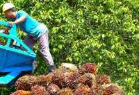 Indonesia Seizes $725 Million from Wilmar Group in Palm-Oil Graft Case