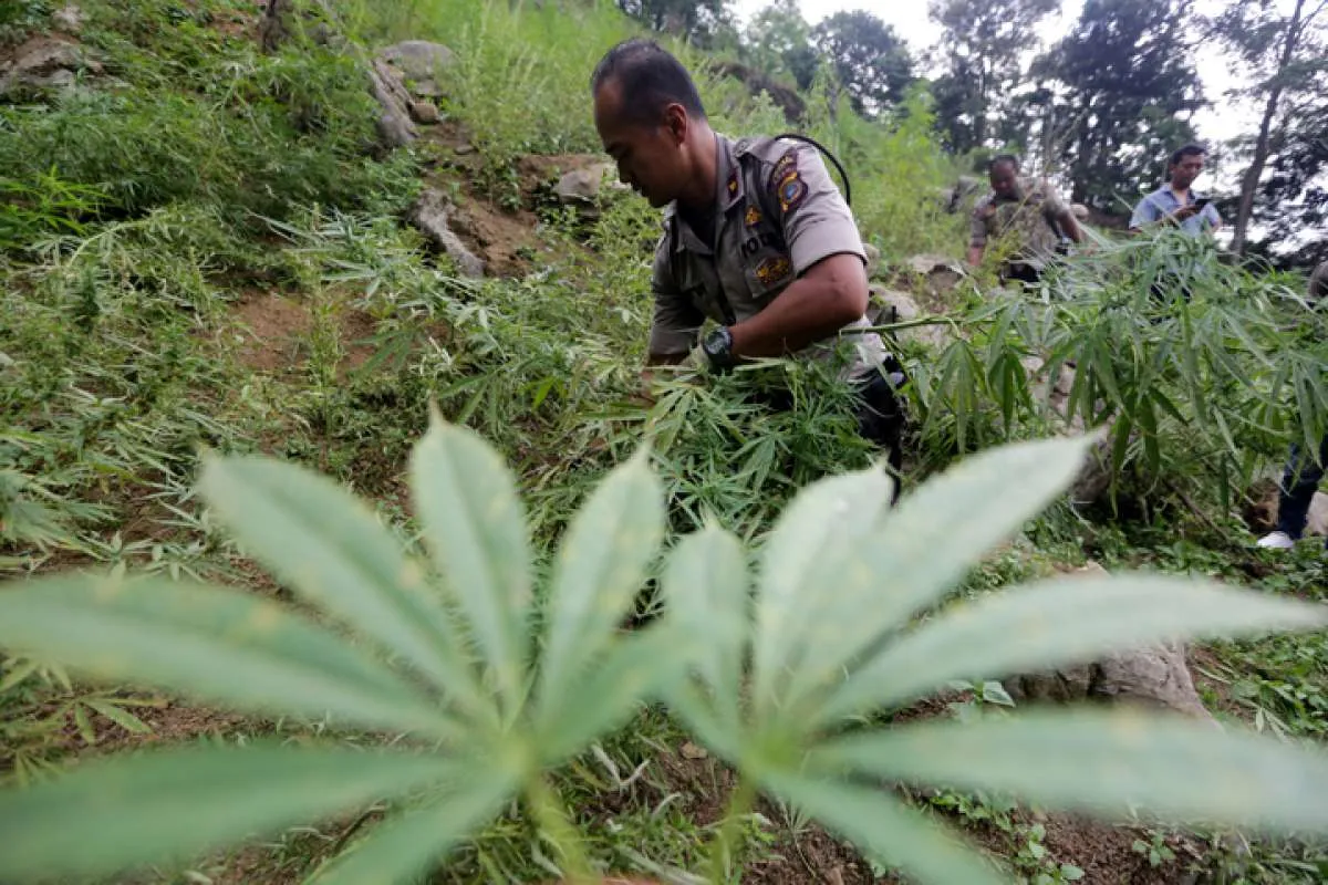 3 Efek ganja pada tubuh, psikotropika yang sempat masuk di tanaman binaan Kementan