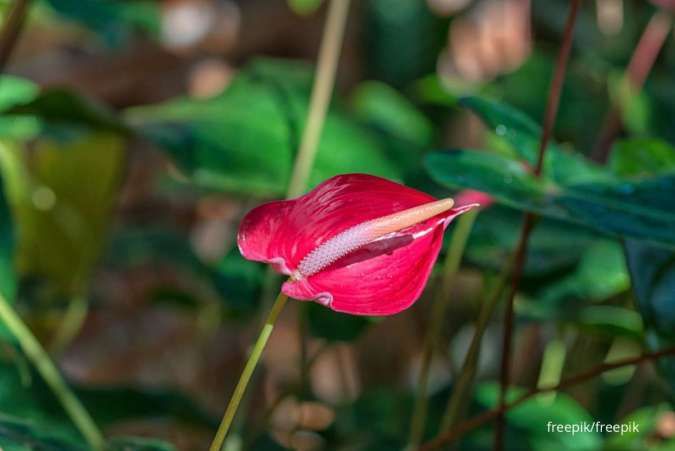 Cara Menanam Aglonema Flamingo, Ikuti Tips Berikut untuk Merawatnya