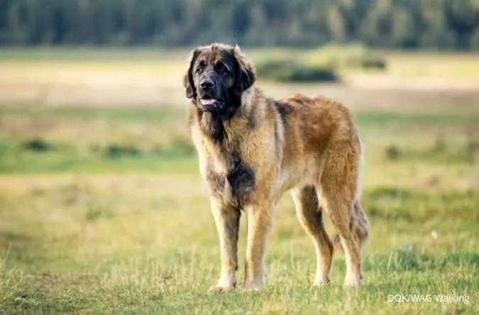 Anjing Ras Leonberger