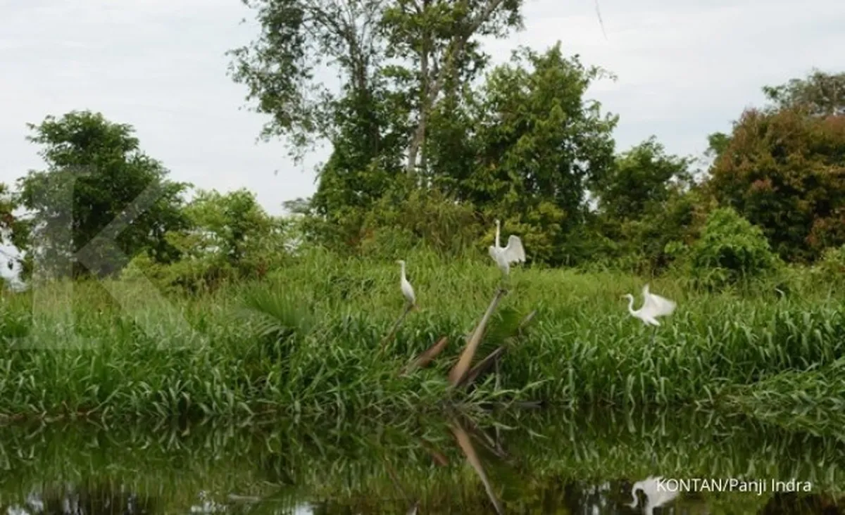 BRG ingin tanam sagu di restorasi lahan gambut