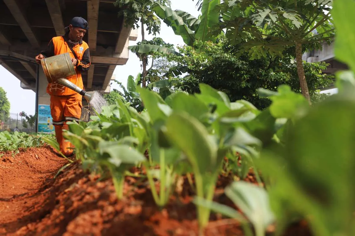 Menekan Tingkat Stunting Lewat Urban Farming
