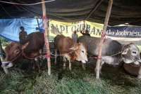 Idul Adha 10 Juli, Ini Daftar Harga Kambing/Domba & Sapi Kurban 2022 Di Berbagai Kota