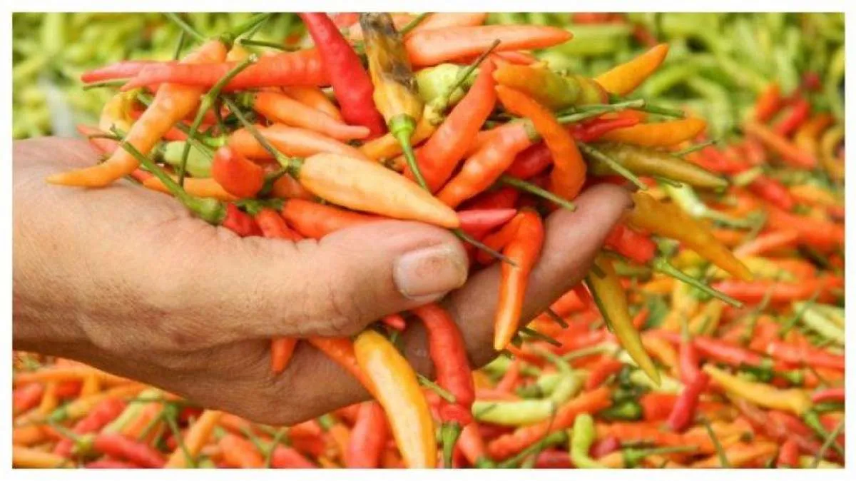Cukup dioles, cabai rawit efektif meredakan nyeri dan bengkak karena asam urat tinggi