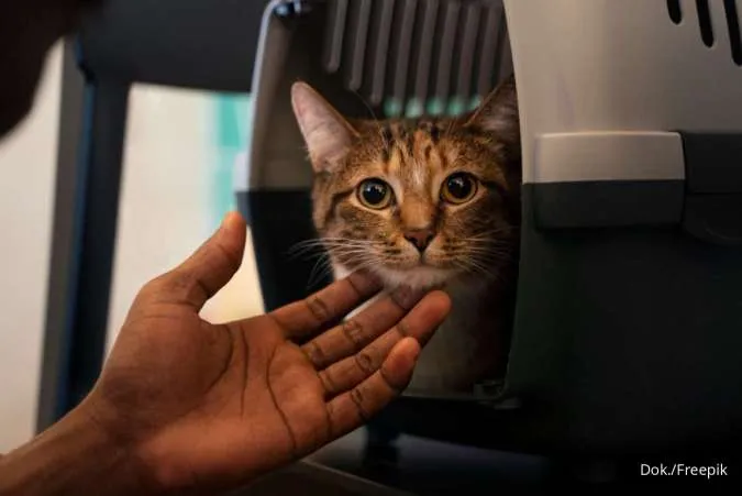 kucing naik pesawat