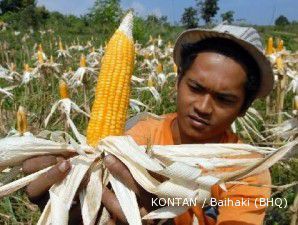 Lahan jagung AS makin luas, harga jagung langsung terjun bebas
