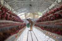 Tertekan Aturan Impor Pakan, Saham Poultry Masih Layak Diperhatikan