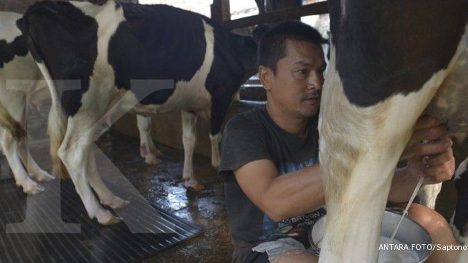 Abu Kelud, pengusaha susu rugi Rp 436 juta perhari